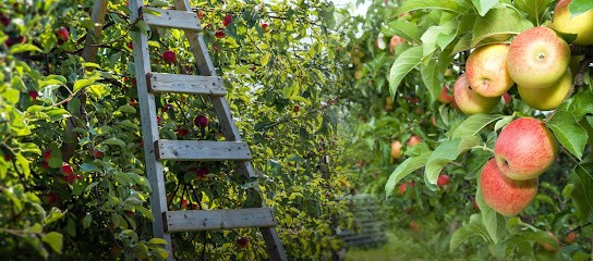 Terre De Brunetiere, Chambre d'Hôtes à Nieul-le-Dolent