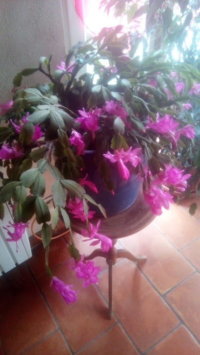 Jouret Daures Bernadette, Chambre d'Hôtes à Péreille