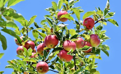 Aux Pommiers de Blois®, Chambre d'Hôtes à Saint-Sulpice-de-Pommeray