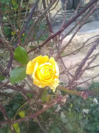 Manoir Le Fresnay, Chambre d'Hôtes à Cambremer