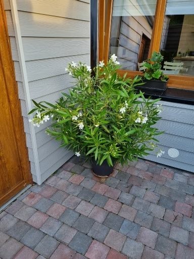 Gite du fief, Location de Vacances à Fourmies