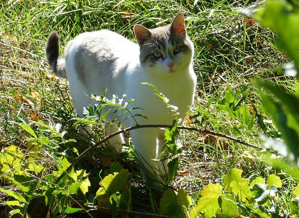 La maison de Noé, Chambre d'Hôtes à Molezon