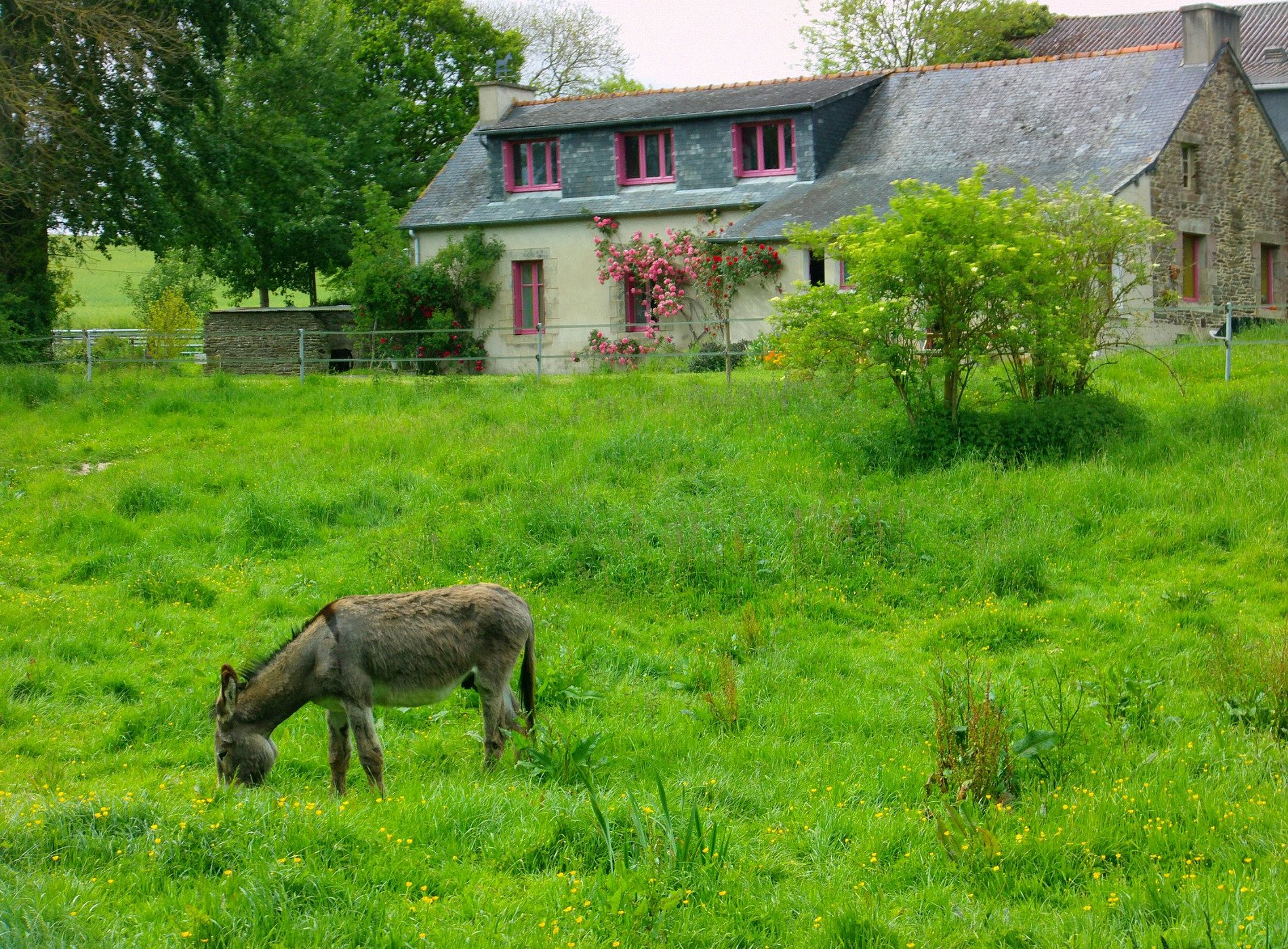 Les Ânes Sont Dans Le Pré, Chambre D'hôtes à Carhaix-Plouguer