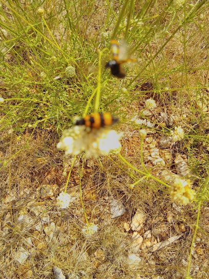 Le Mas, Chambre d'Hôtes à Méjannes-le-Clap